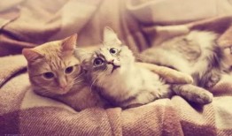 猫咪直播回放吃瓜,猫咪回放吃瓜瞬间，萌态百出引网友热议