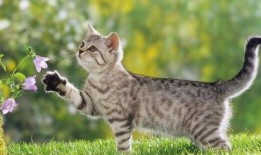 猫咪直播回放吃瓜,猫咪回放吃瓜瞬间，萌态百出引网友热议