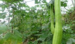 砍瓜能否凉干吃,夏日消暑新选择