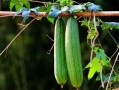 夏季吃三瓜都哪三瓜好吃,西瓜、黄瓜、苦瓜，美味解渴又养生