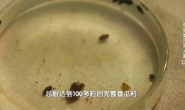 吃瓜考古区,探寻历史背后的瓜田传奇